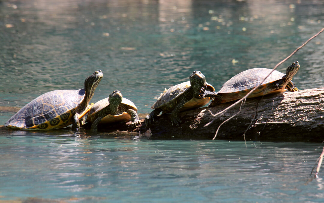 Service Projects and Coronavirus Update #2