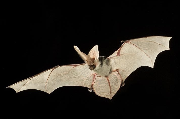 Celebrate Bat Week