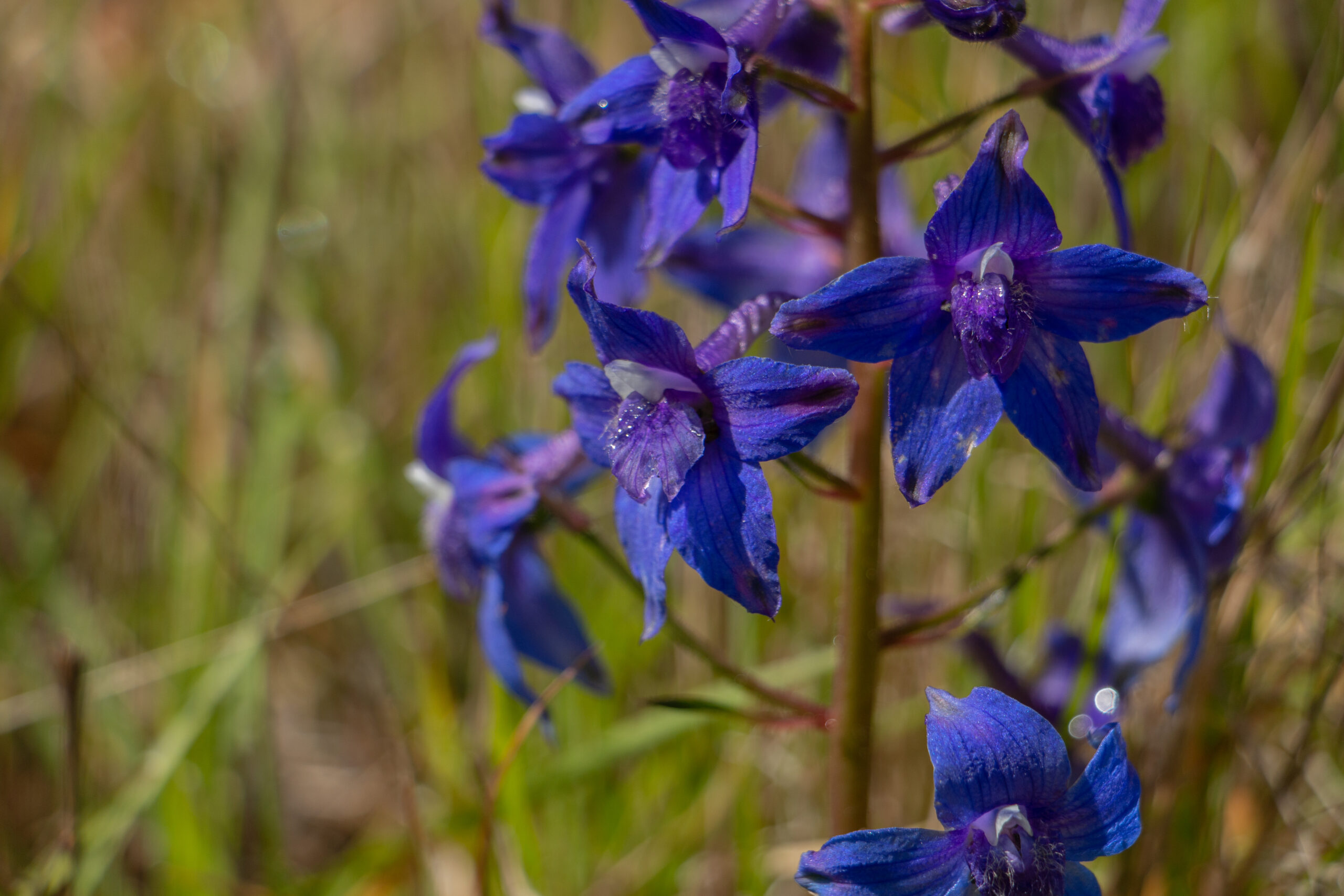 Wilderness Volunteers Board Update