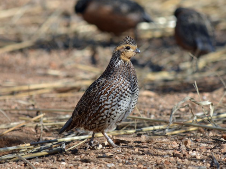 Watershed Restoration on the Buenos Aires National Wildlife Refuge 